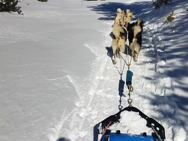  Perros tirando de trineos en los Alpes