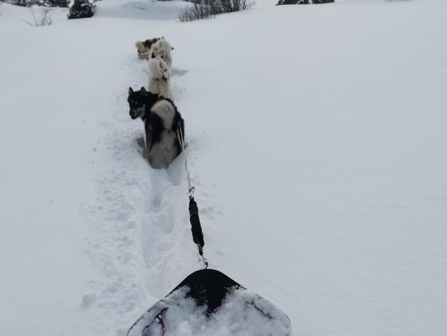  Deslizarse en un trineo en los Altos Alpes 