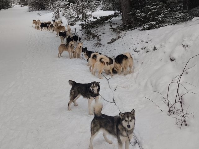  Manejar un trineo tirado por perros en los Alpes 