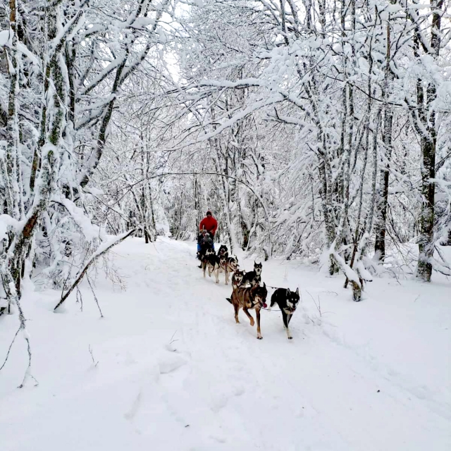 Balade en traîneau en famille dans les Alpes