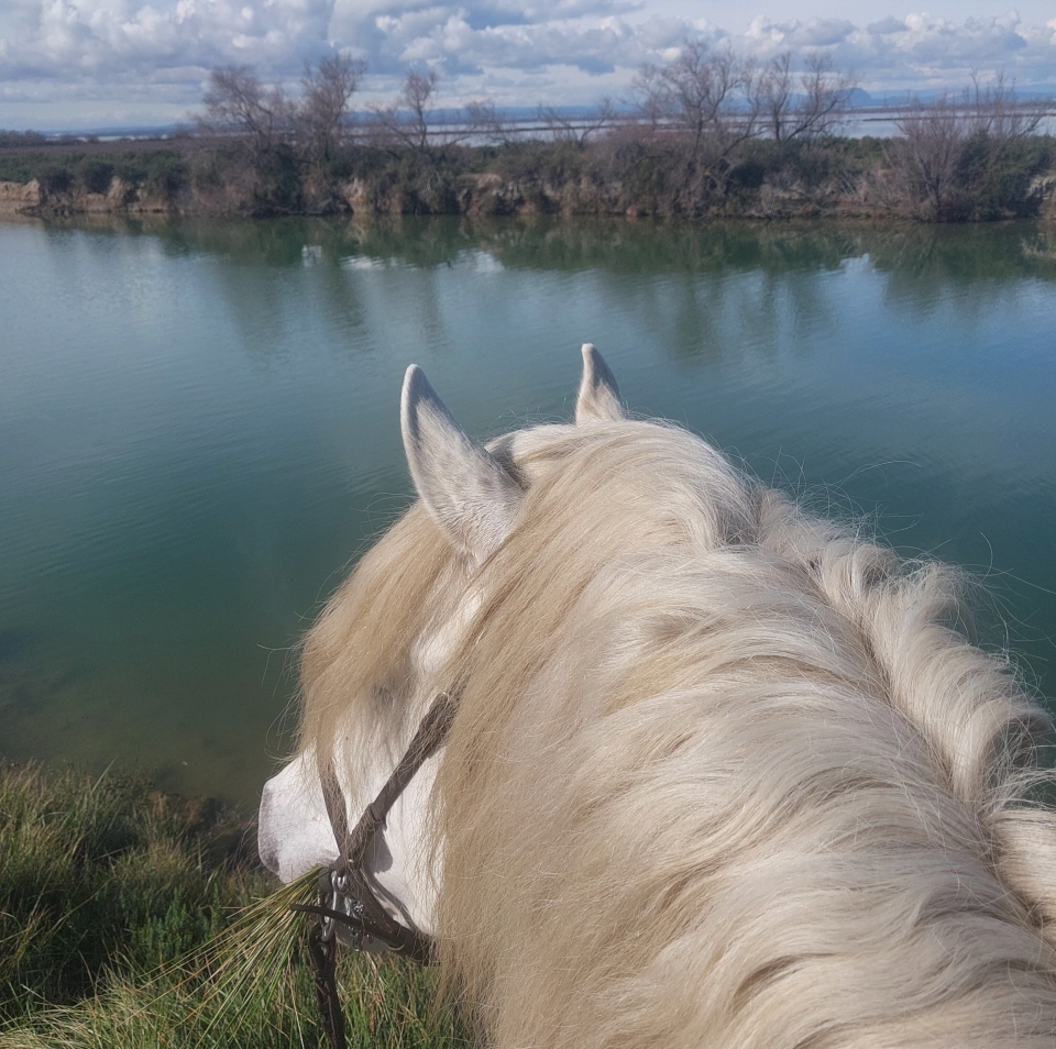 Cavallo privato in equitazione a Camargue 