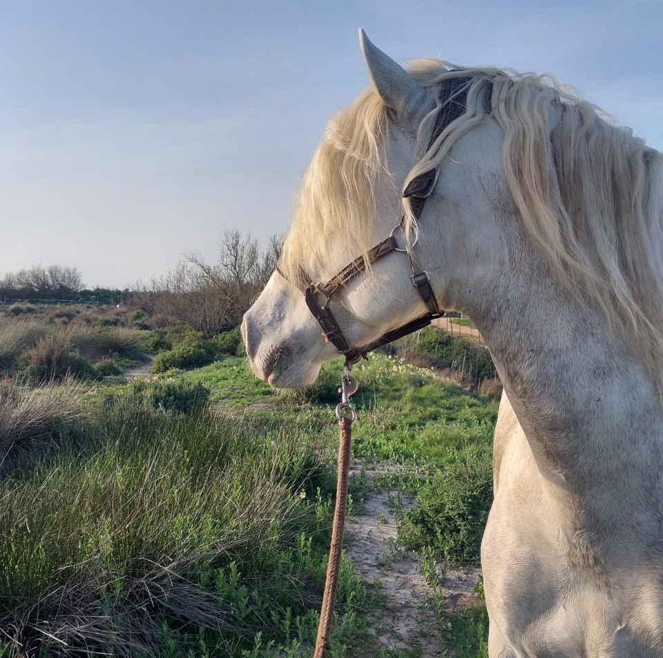 Goditi una magnifica camminata Camargue Goditi una magnifica camminata Camargue