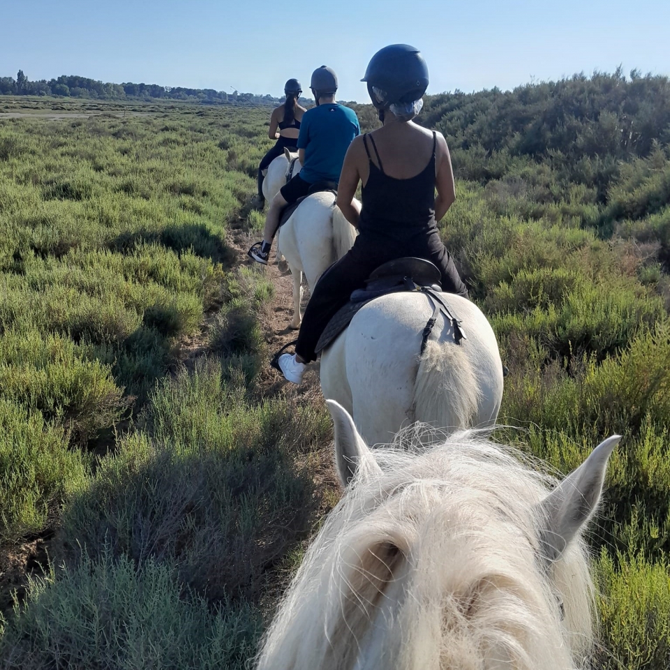Prenota il tuo cavallo a cavallo a Pine Forest Prenota il tuo cavallo a cavallo a Pine Forest