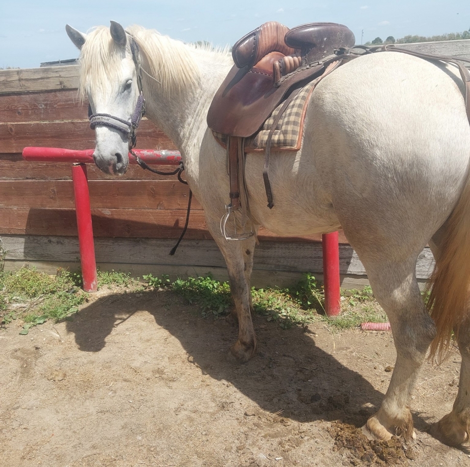 Il tuo cavallo durante la preparazione prima della partenza Il tuo cavallo durante la preparazione prima della partenza