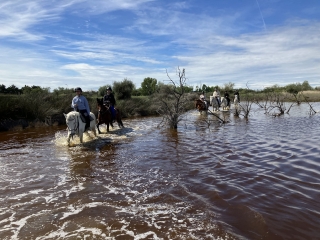 Balade à cheval en Camargue + apéritif - 2h