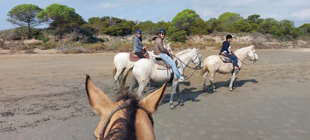 Réservez votre balade à cheval en Camargue