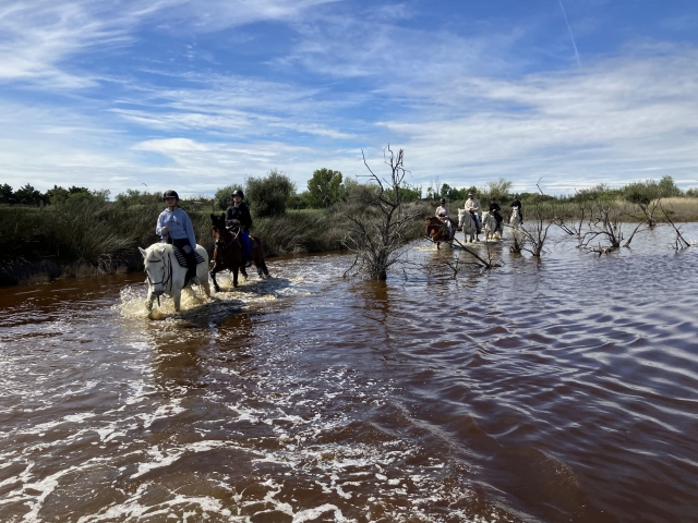 Balade à cheval en Camargue + apéritif - 2h