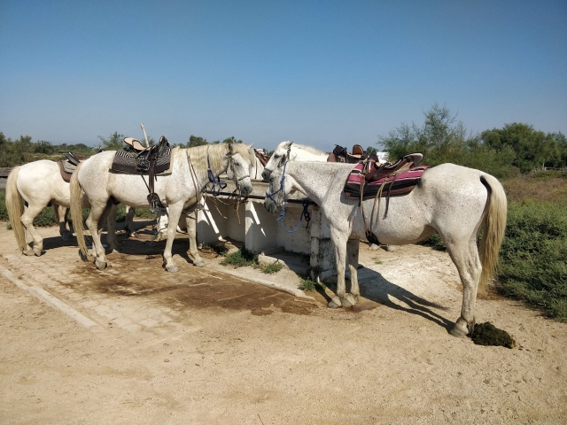 Les chevaux prêts pour une balade