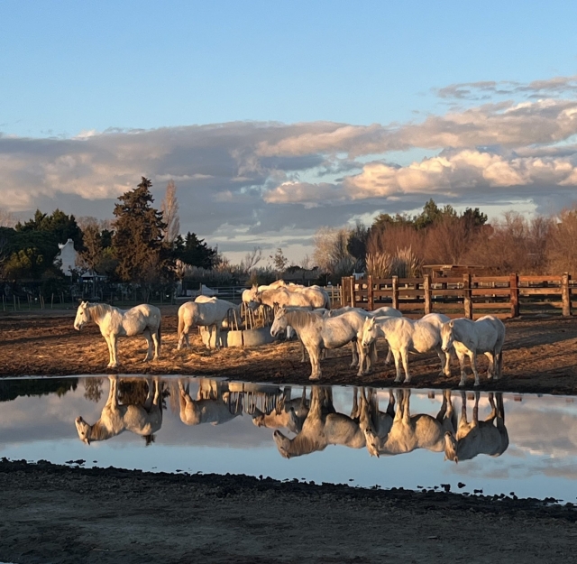 Vous croiserez sûrement la faune camarguaise