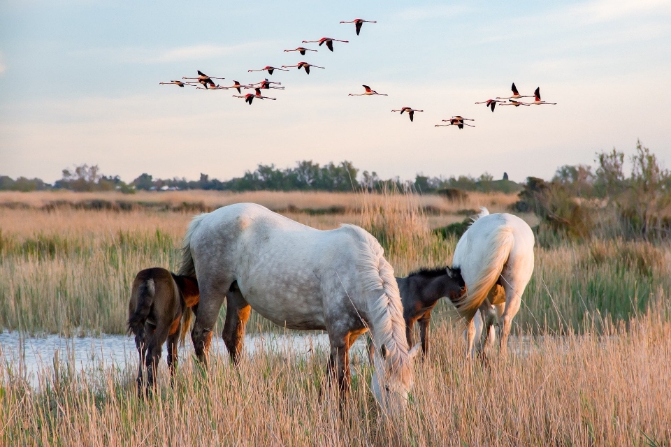 Un moment d'exception en pleine nature de la Camargue Un moment d'exception en pleine nature de la Camargue