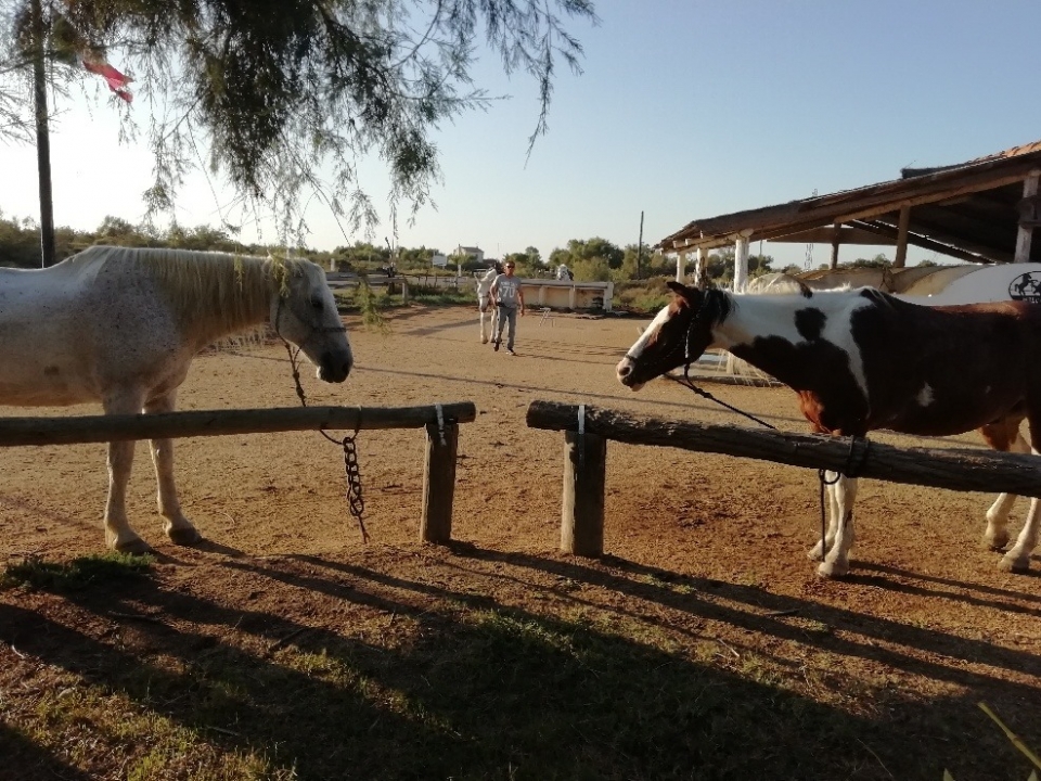 Chevaux prêts à partir pour une balade Chevaux prêts à partir pour une balade