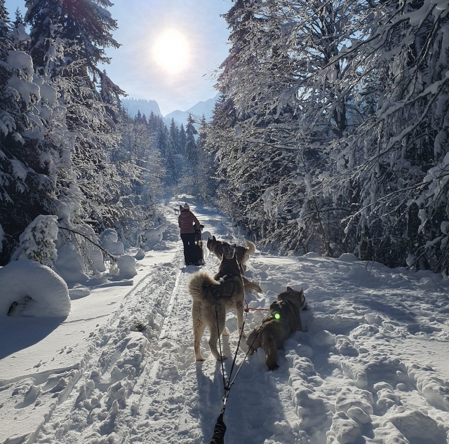Initiation mushing au Massif du Roc d'Enfer - 1h30