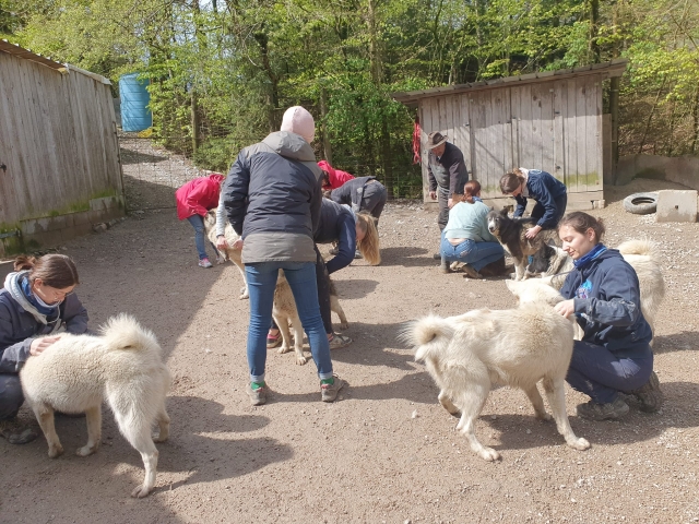 Faites la rencontre de nos amis canins