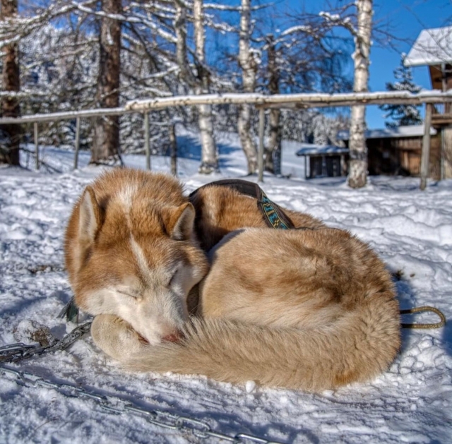 Faites la rencontre de nos chiens