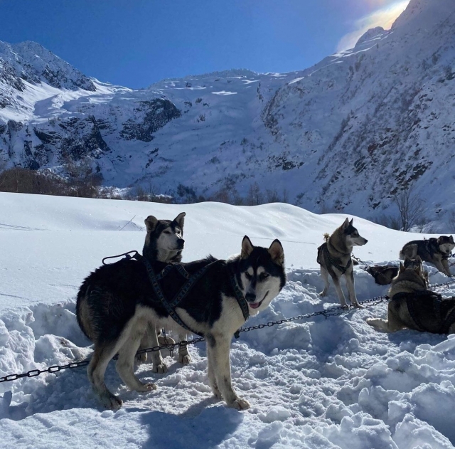 Une activité pour les passionnés de neige et de chiens