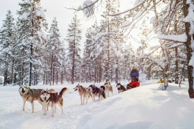 Baptême mushing encadré par un guide diplômé