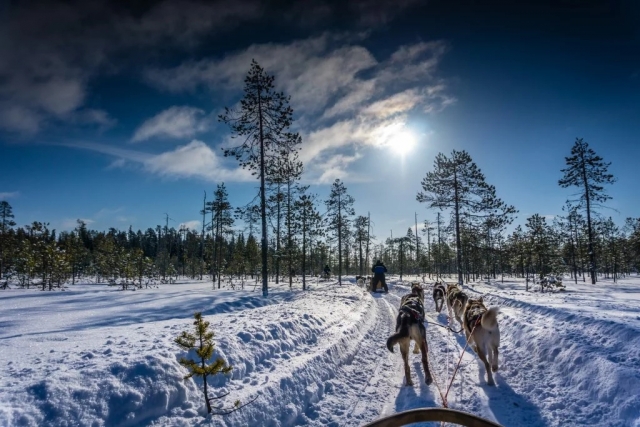  Panorama mágico para um passeio de mushing 