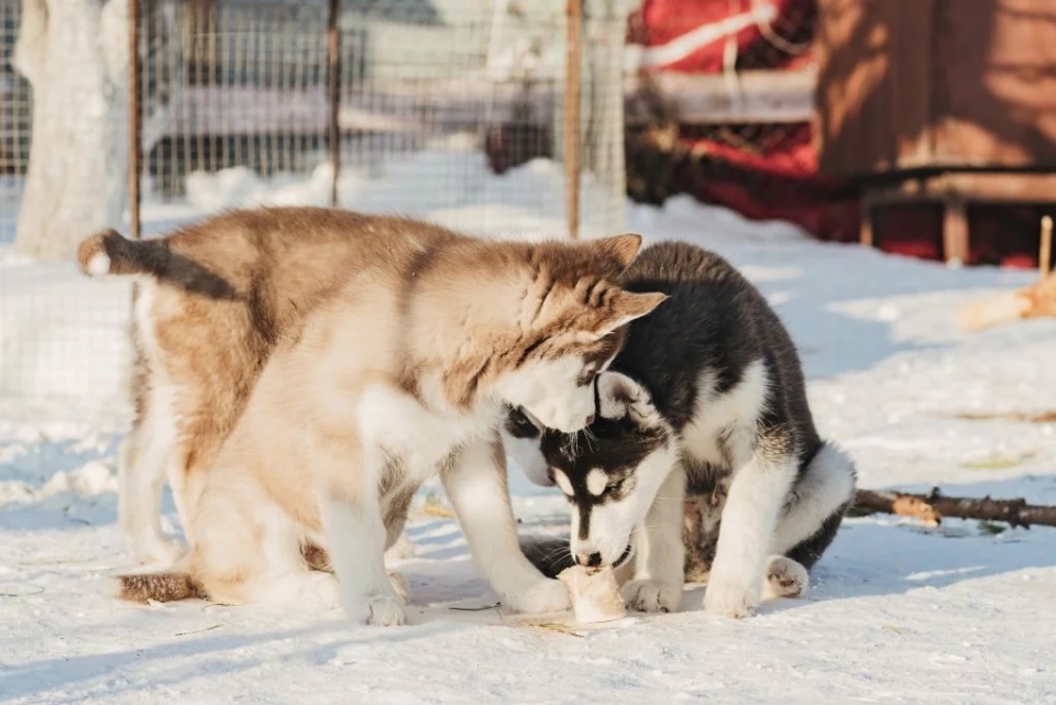 Venha conhecer os nossos cães e agradar aos seus filhos 