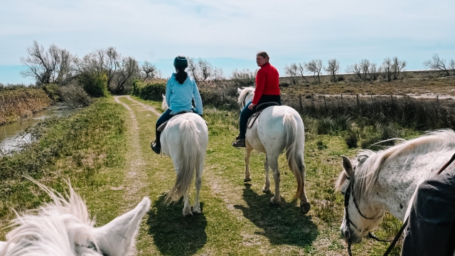 Dê um passeio na Camargue 