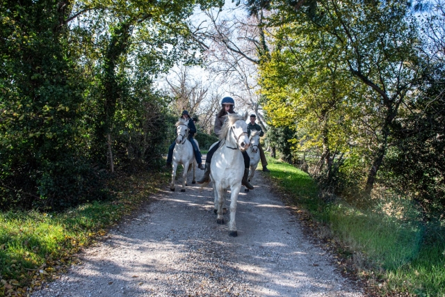  Venha a Arles para um passeio a cavalo
