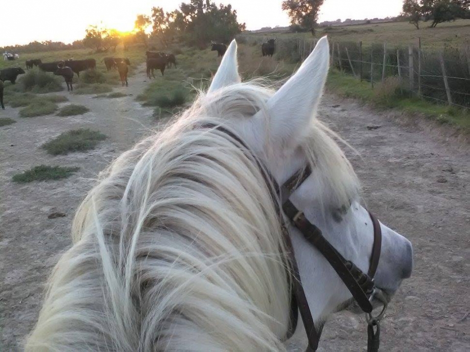  Um cavalo será especialmente designado para você 