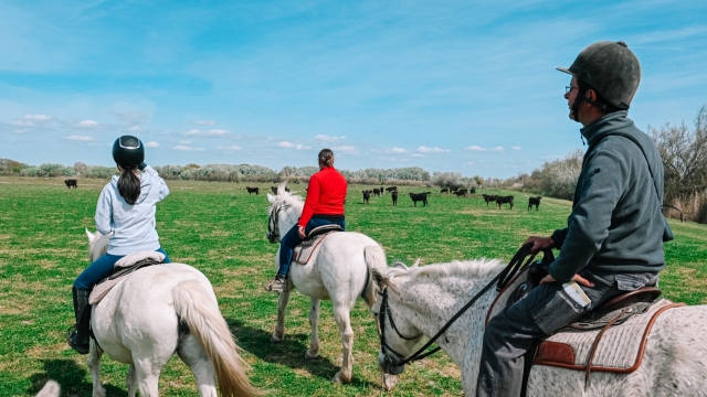  Passeios a cavalo na Camargue