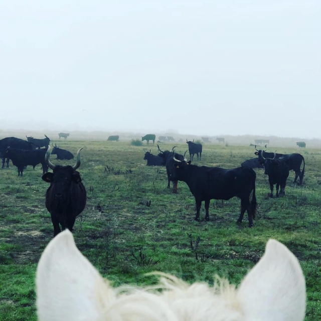 Conheça a vida selvagem local 