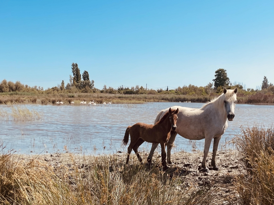  Natureza e passeios a cavalo em Arles 