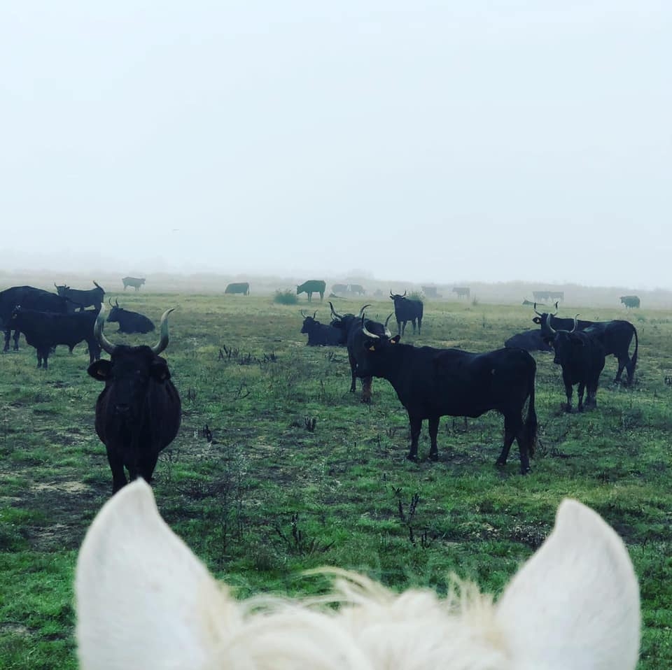  Conheça a vida selvagem local 