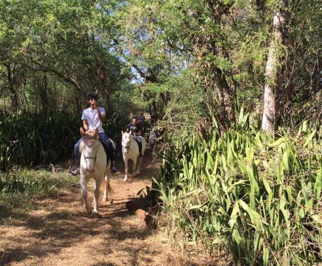  The tropical vegetation of Reunion Island 
