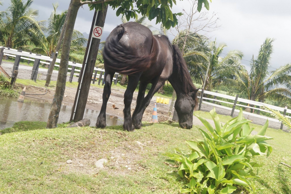  I nostri cavalli prosperano al centro ippico 