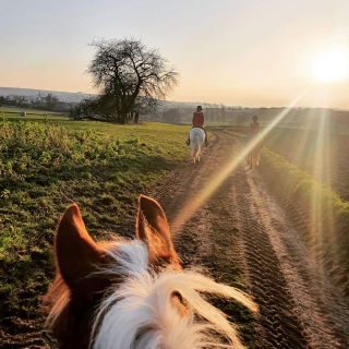 Balade à cheval aux portes des Vosges du Nord - 2h