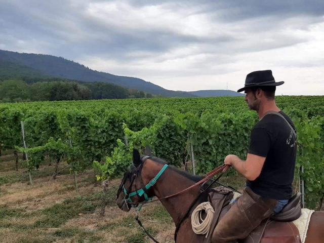 Dans les vignes du Nord de l'Alsace