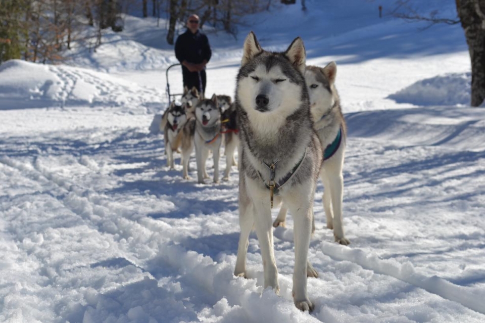 Reserva tu experiencia de mushing en 64 
