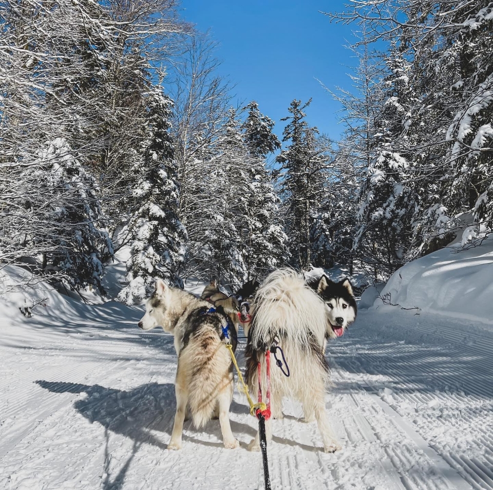  Un paseo en trineo por los Pirineos 