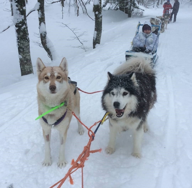 Siéntate en el trineo tirado por perros 