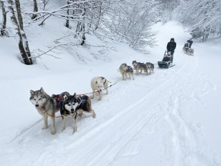 Caminhada de mushing em La Pierre-Saint-Martin - 1 hora