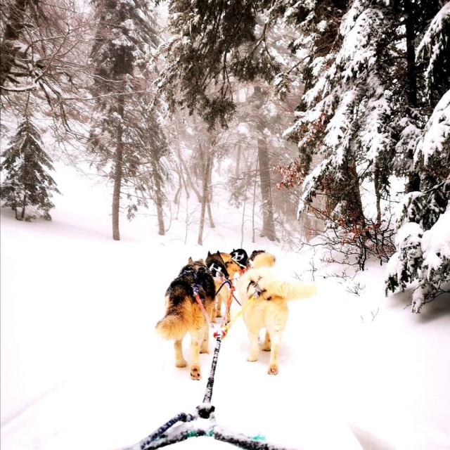  Un momento único de conexión con los caninos 