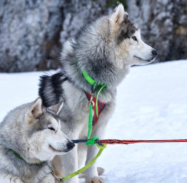  Conoce a nuestros amigos caninos a tu llegada 