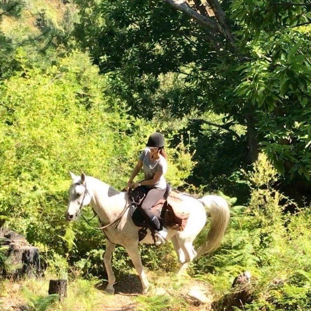  Machen Sie einen Ausritt im Wald 