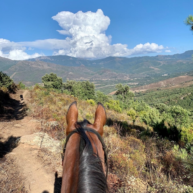  In der korsischen Macchia 