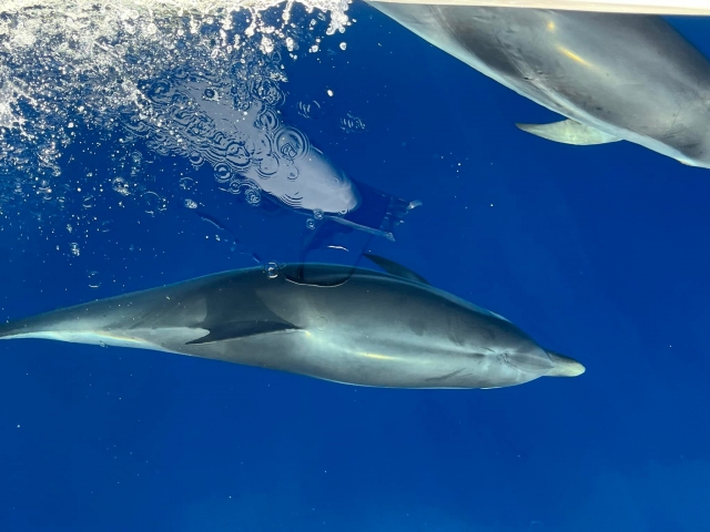  Navegar entre delfines