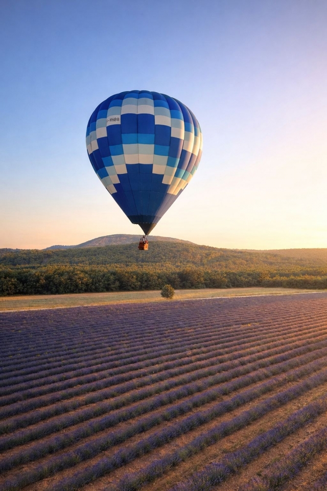 Vue sur les champs de lavande