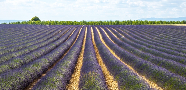 Plateau de Valensole Provence Lavender