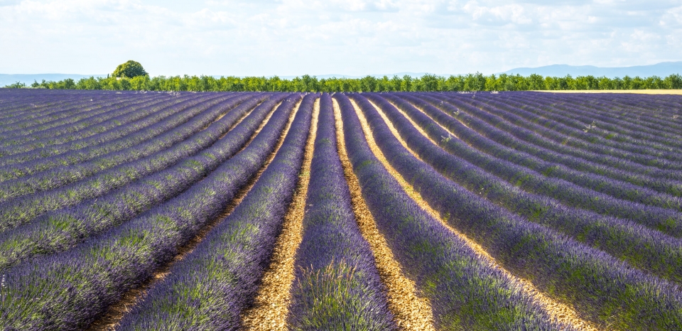 Plateau de Valensole Provence Lavender
