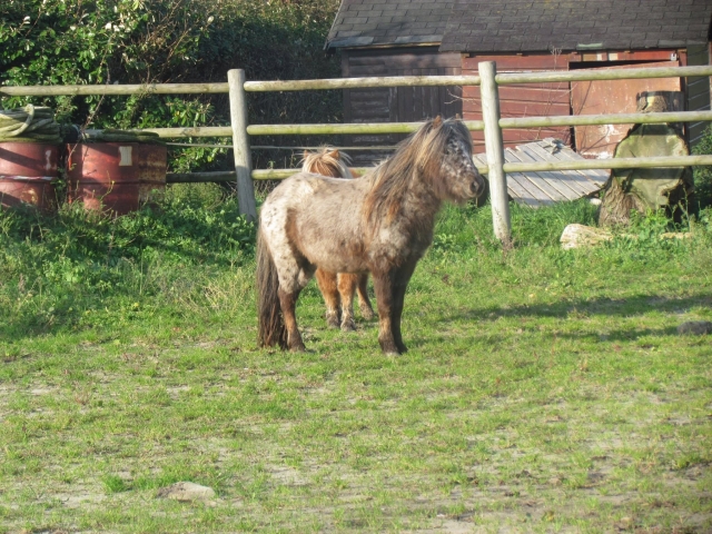  Pony ride for children