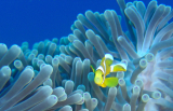 Mergulho guiado na reserva marinha de Saint-Leu, 1 hora
