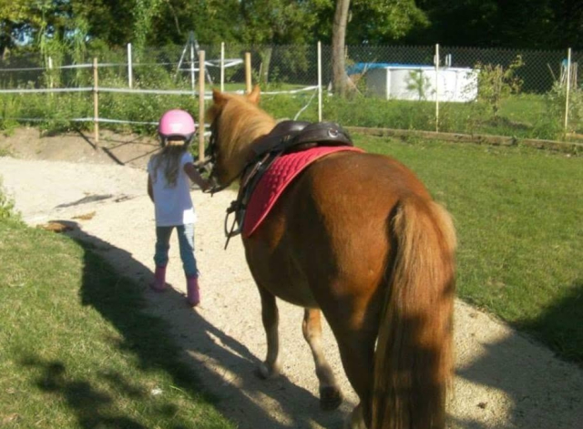  Pony led by hand to the quarry 
