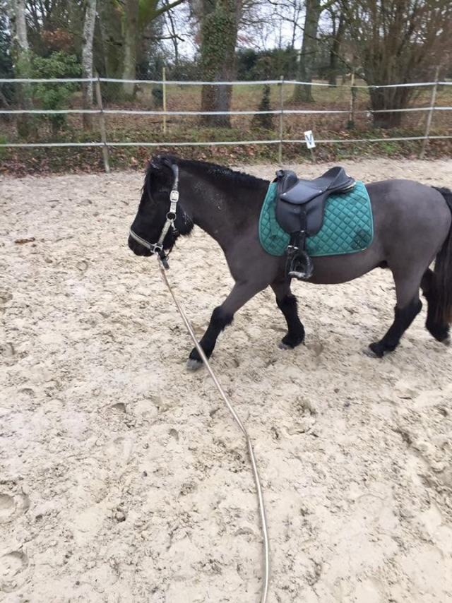  Shetland pony saddled in the quarry 