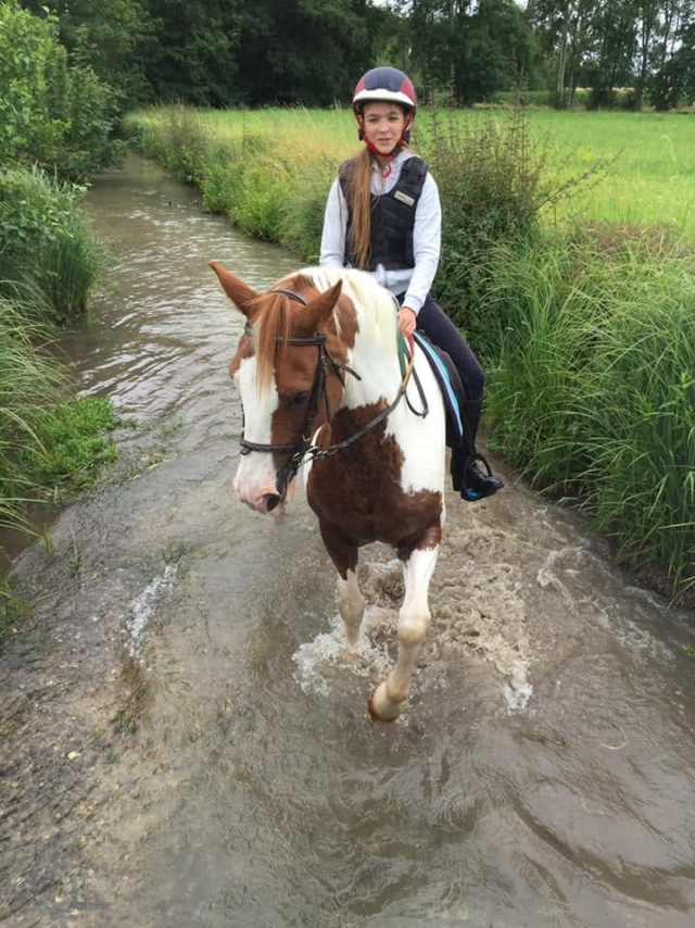  Piebald pony with its feet in the water